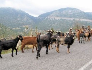 Χαλκιδική: Ένα ολόκληρο κοπάδι κατσίκες έκανε «φτερά»